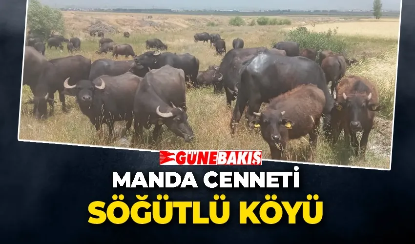 Manda cenneti Söğütlü köyü