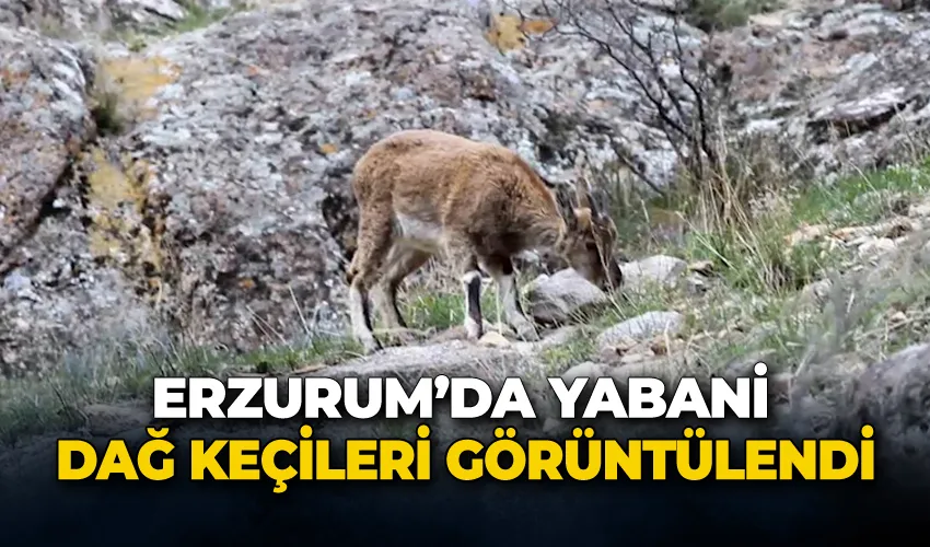 Erzurum’da yabani dağ keçileri görüntülendi