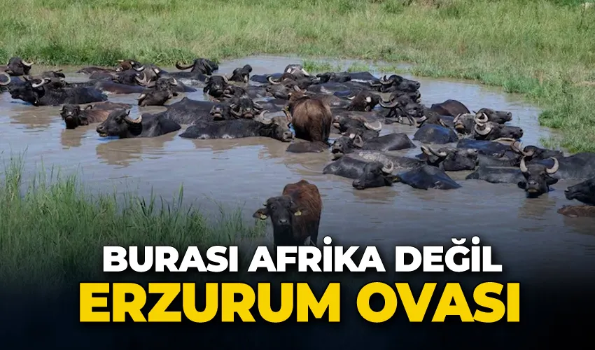 Burası Afrika değil Erzurum Ovası