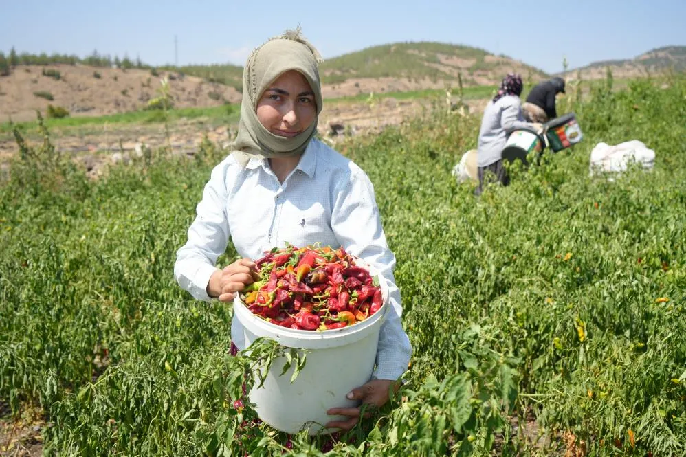 Kilis’te en acı hasat başladı