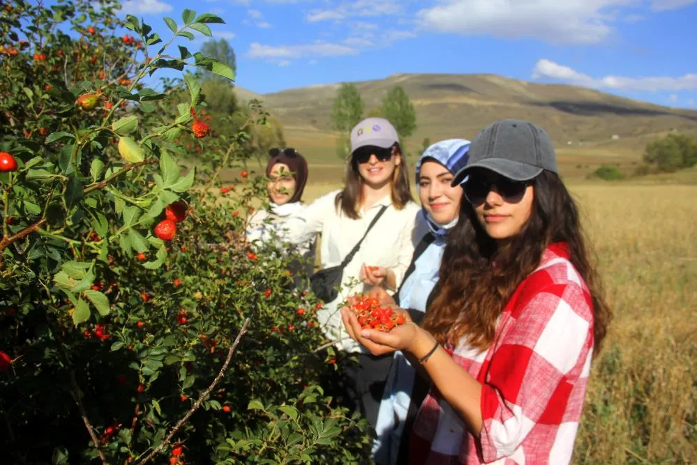 Erzincan’da kuşburnu mesaisi