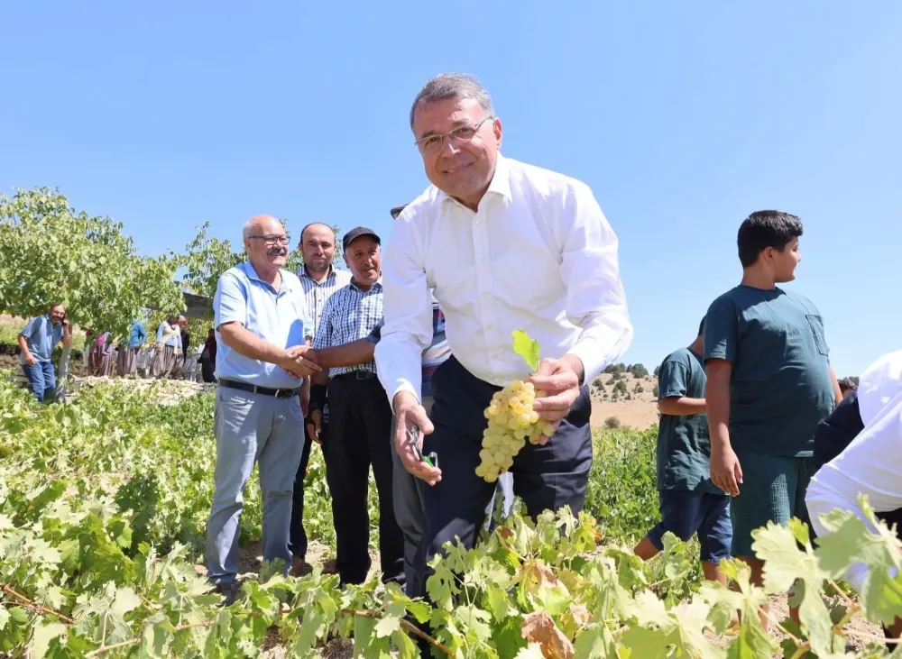 Silifke’de sofralık üzüm hasadı başladı