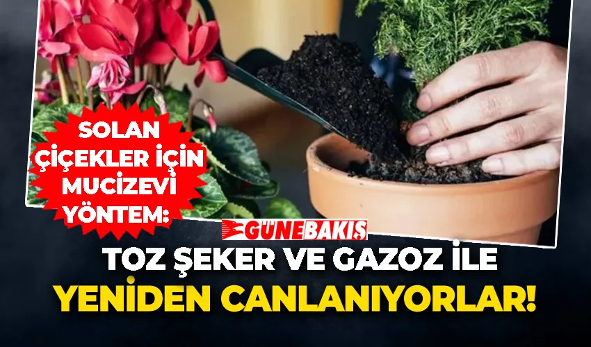 Solan Çiçekler İçin Mucizevi Yöntem: Toz Şeker ve Gazoz ile Yeniden Canlanıyorlar!