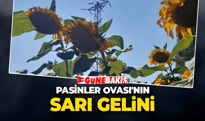 Pasinler Ovası