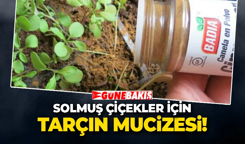 Solmuş Çiçekler İçin Tarçın Mucizesi
