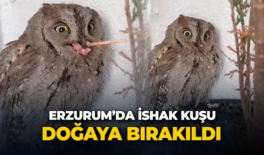 İshak kuşu doğaya bırakıldı