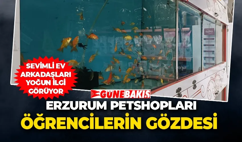 Erzurum Petshopları Öğrencilerin Gözdesi