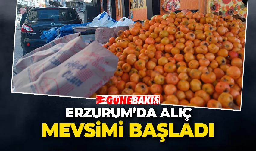 Erzurum’da Alıç Mevsimi Başladı: Tezgahlarda Şifa Kaynağı!