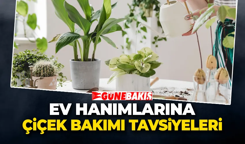 Ev Hanımlarına Çiçek Bakımı Tavsiyeleri 