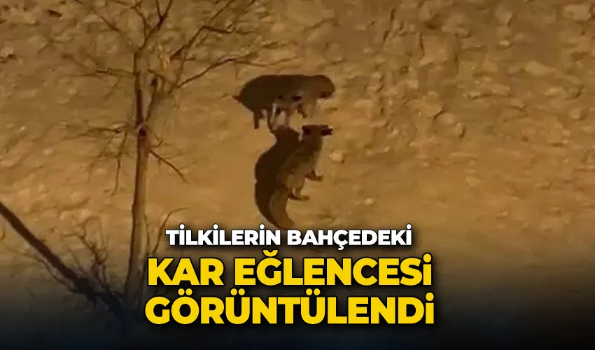 Tilkilerin bahçedeki kar eğlencesi görüntülendi