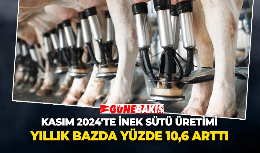 Kasım 2024