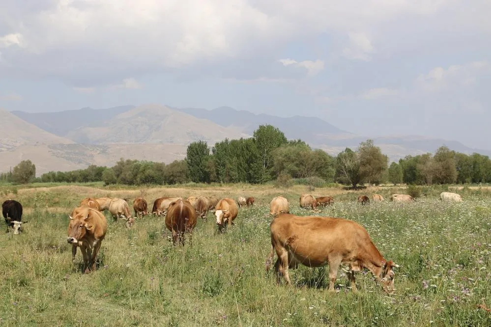 8 yılda 19 köyde 57 bin dekar mera ıslah edildi