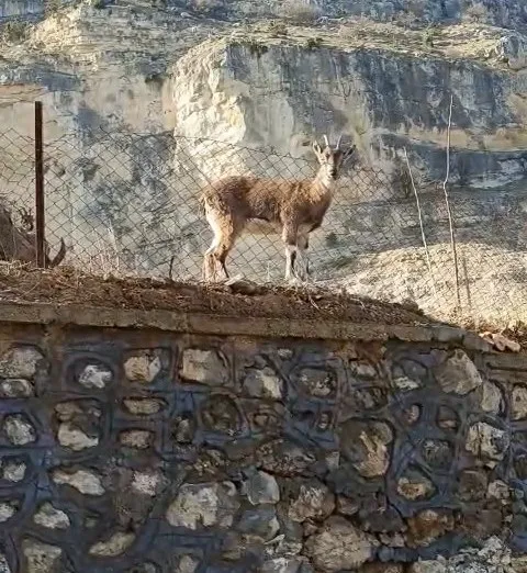 Vatandaşın dağ keçileriyle diyaloğu gülümsetti