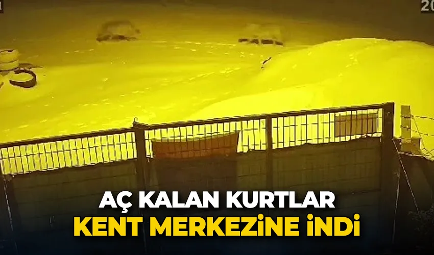 Aç kalan kurtlar kent merkezine indi