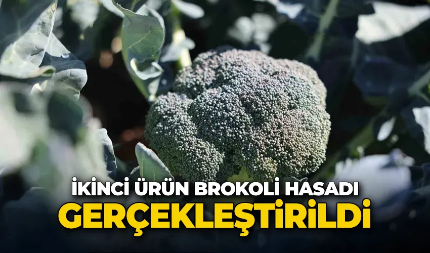 Erzurum’da tarımda yeni bir dönem: İkinci ürün Brokoli hasadı gerçekleştirildi
