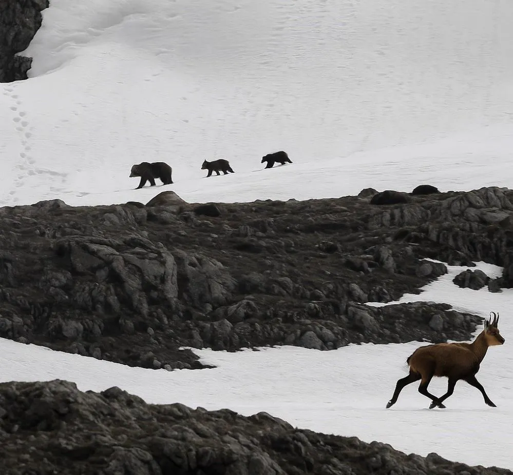 Munzur Dağı’nda nefes kesen anlar