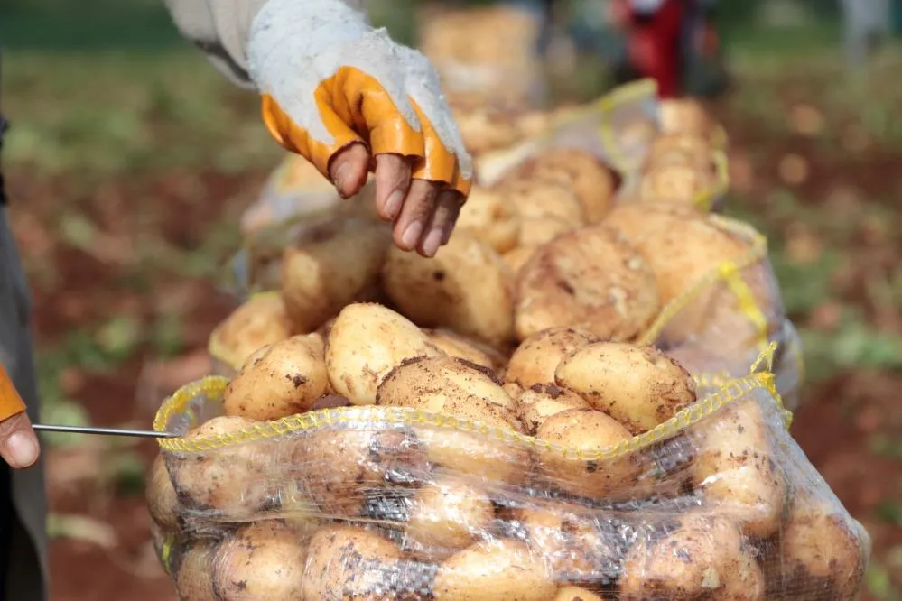 Erzincan’da patates hasadı başladı