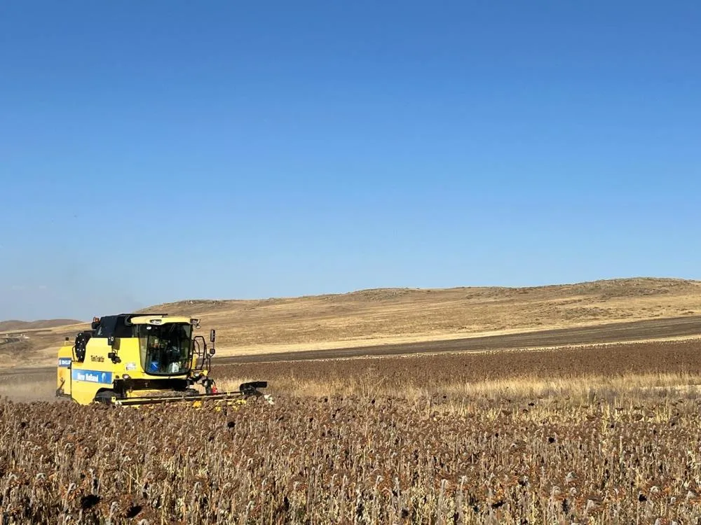 Kars’ta Ayçiçeği hasadı başladı