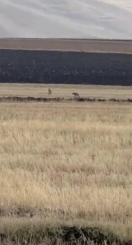 Susuz’da kurt sürüsü görüntülendi