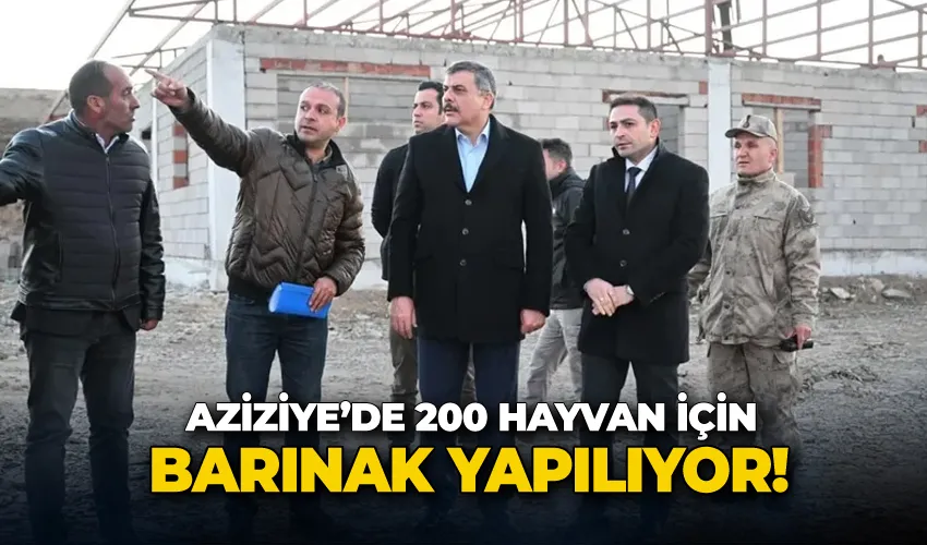 Aziziye’de 200 hayvan için barınak yapılıyor