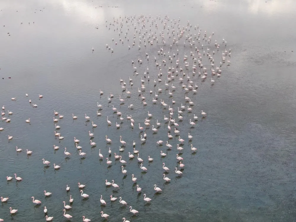 Urmiye Gölü kuruyunca flamingolar Van