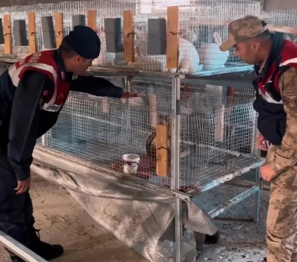 Kızıl şahin emin ellerde