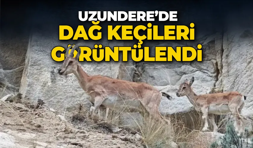 Uzundere’de dağ keçileri görüntülendi