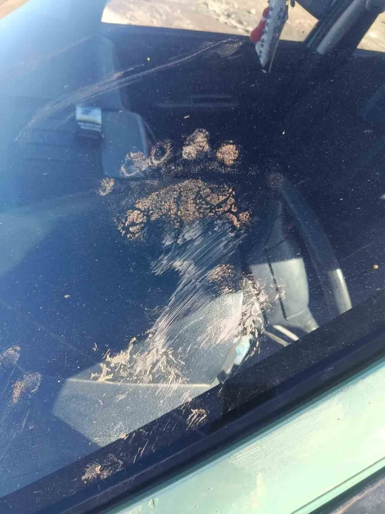 Gümüşhane’de ayı park halindeki araca saldırdı