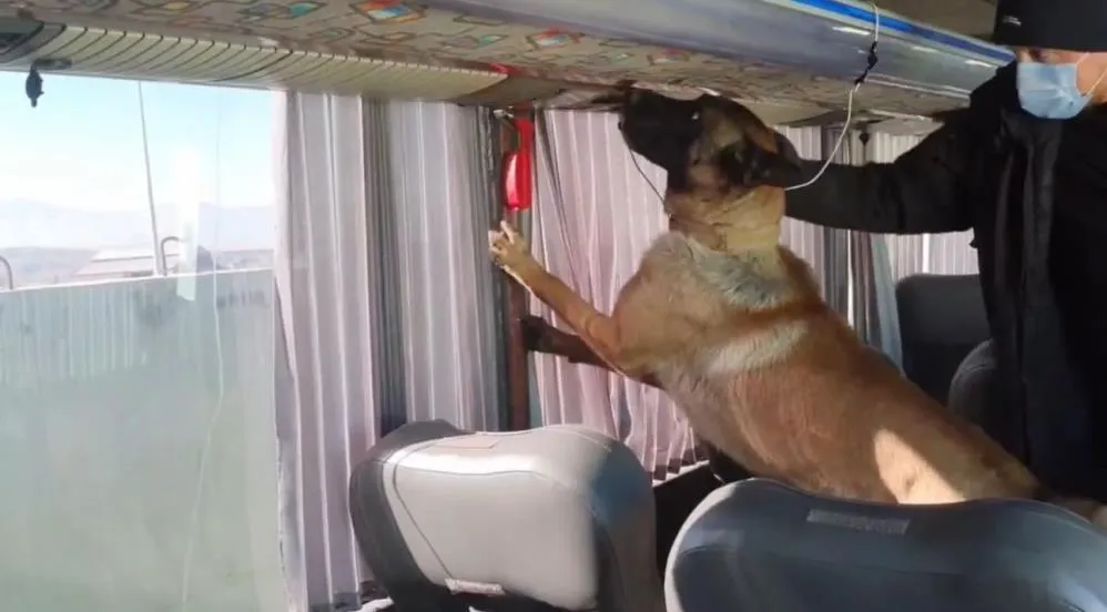 Otobüs bagajında skunk düzeneği