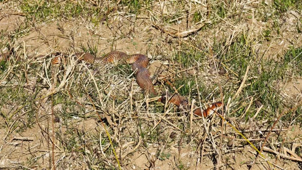 Tatvan’da nadir görülen kırmızı yılan görüntülendi