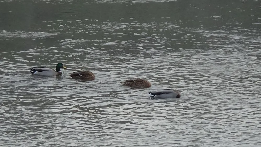 Kars Çayı, yeşilbaş ördeklere ev sahipliği yapıyor