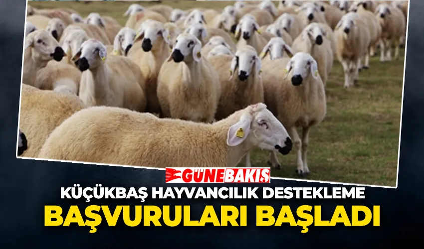 Küçükbaş Hayvancılık Destekleme Başvuruları Başladı