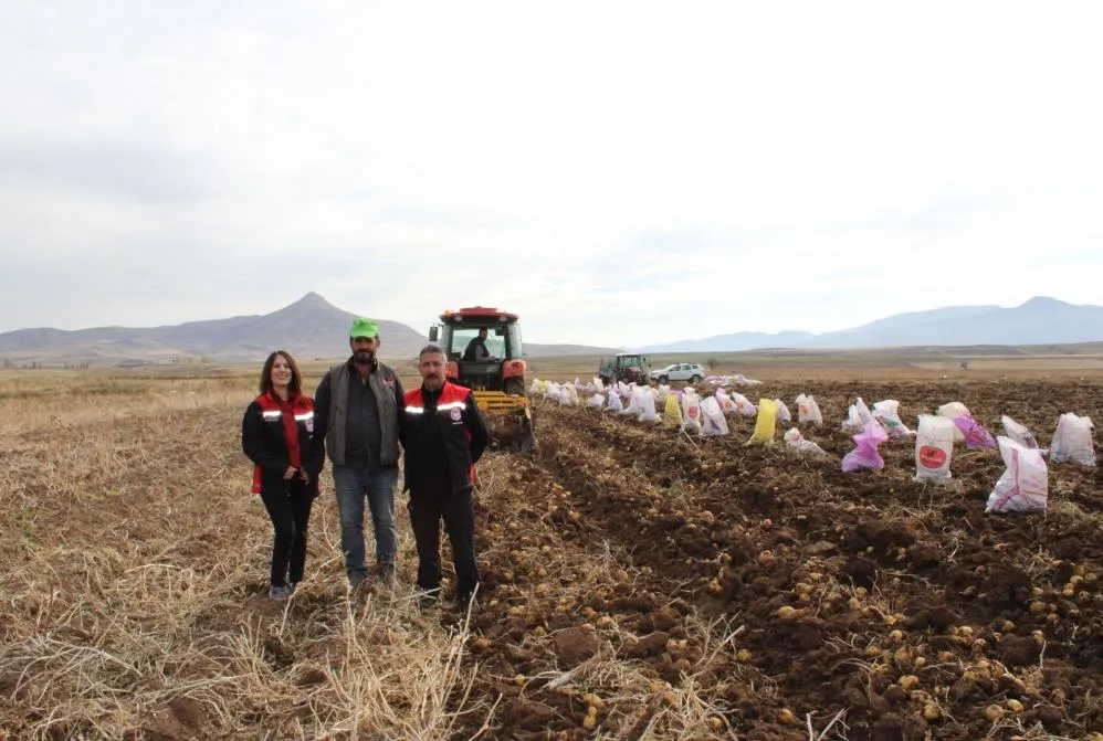 Tercan Ovası’nda kışlık patates bereketi