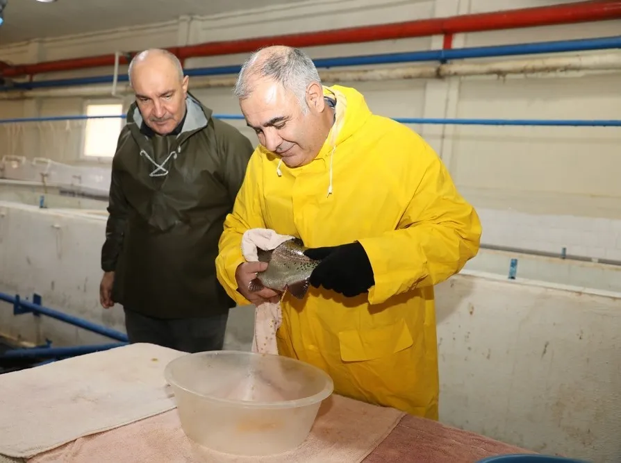 Elazığ’da alabalık sağım çalışmaları sürüyor