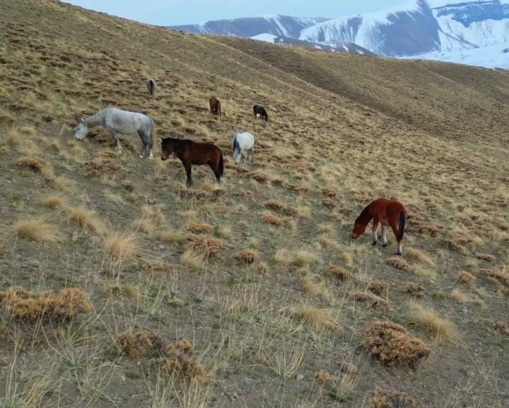 Başıboş bırakılan at ve eşekler hem trafiği hem yaban hayatını tehdit ediyor