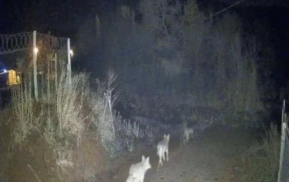 Elazığ’da kurtlar sürü halinde görüldü