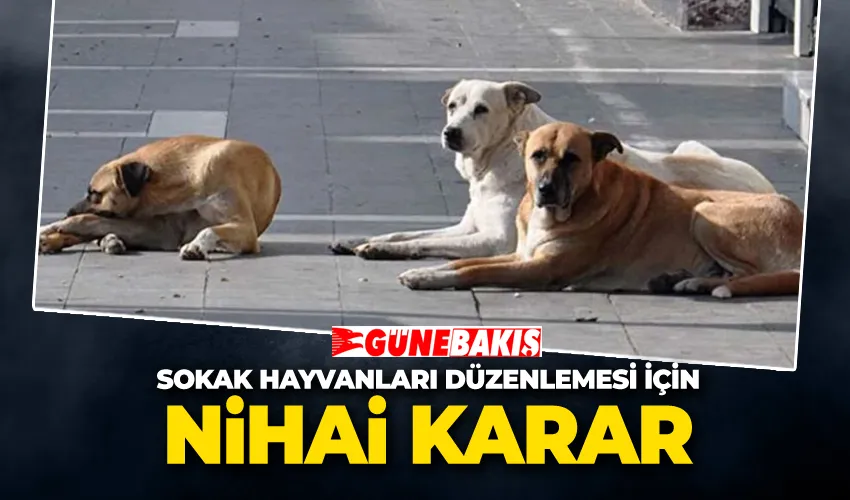 Sokak Hayvanları Düzenlemesi İçin Nihai Karar