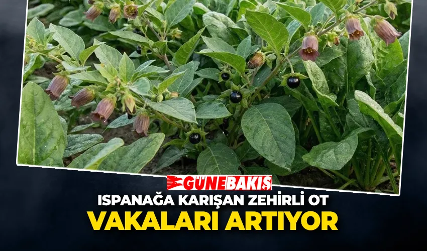 Ispanağa Karışan Zehirli Ot Vakaları Artıyor