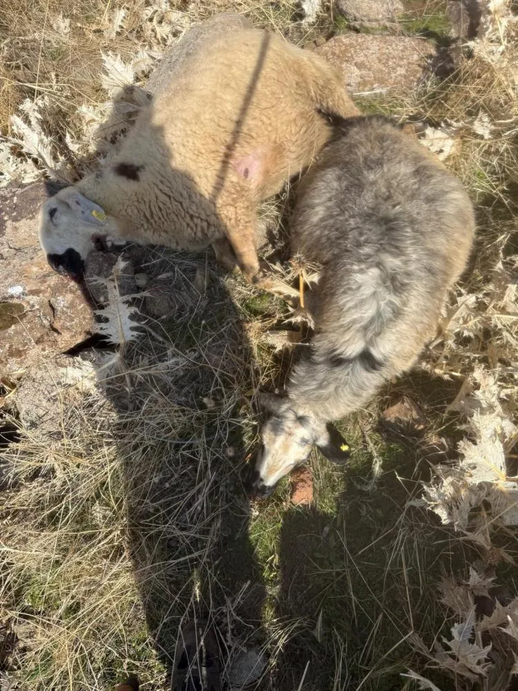 Sürüden ayrılan koyunları kurt kaptı