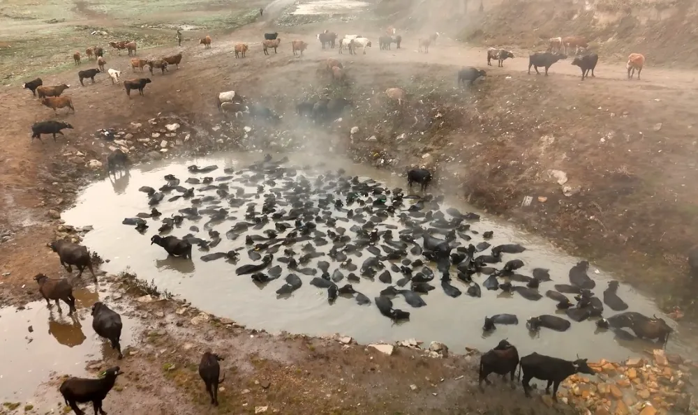 Mandaların kaplıca keyfi havadan görüntülendi