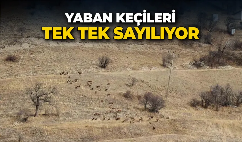 Yaban keçileri tek tek sayılıyor