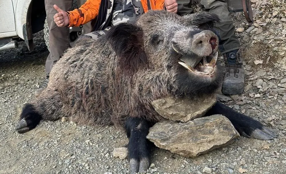 Elazığ’da avcılar 200 kiloluk domuz avladı
