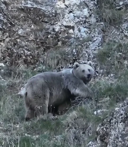 Erzincan’da kış uykusuna hazırlanan iki ayı görüntülendi