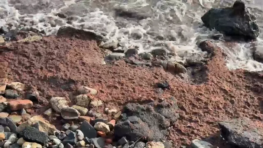 Tekirdağ’da poyraz kızıl yosun sürükledi