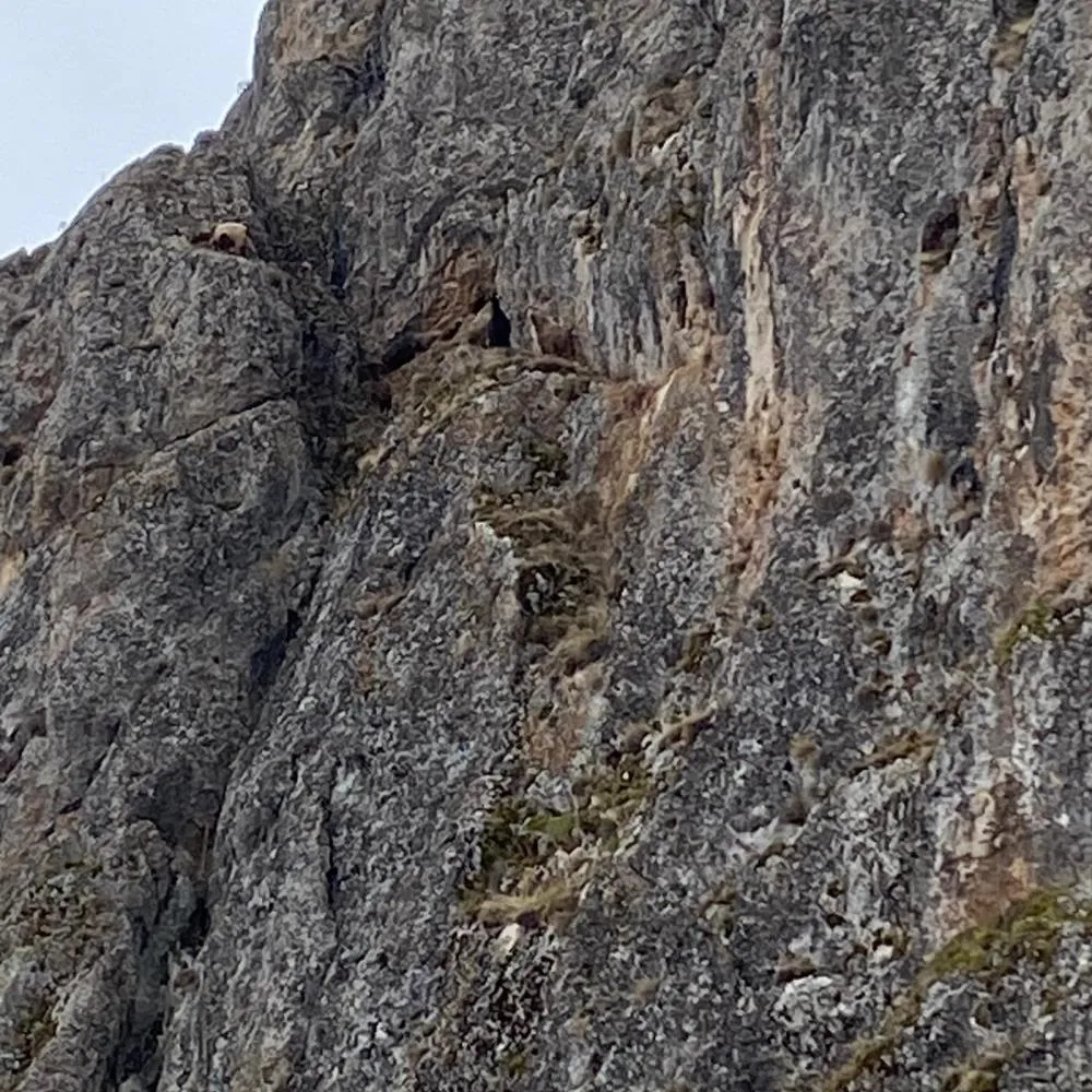 Erzincan’da mahsur kalan keçiler için JAK ve AFAD seferber oldu