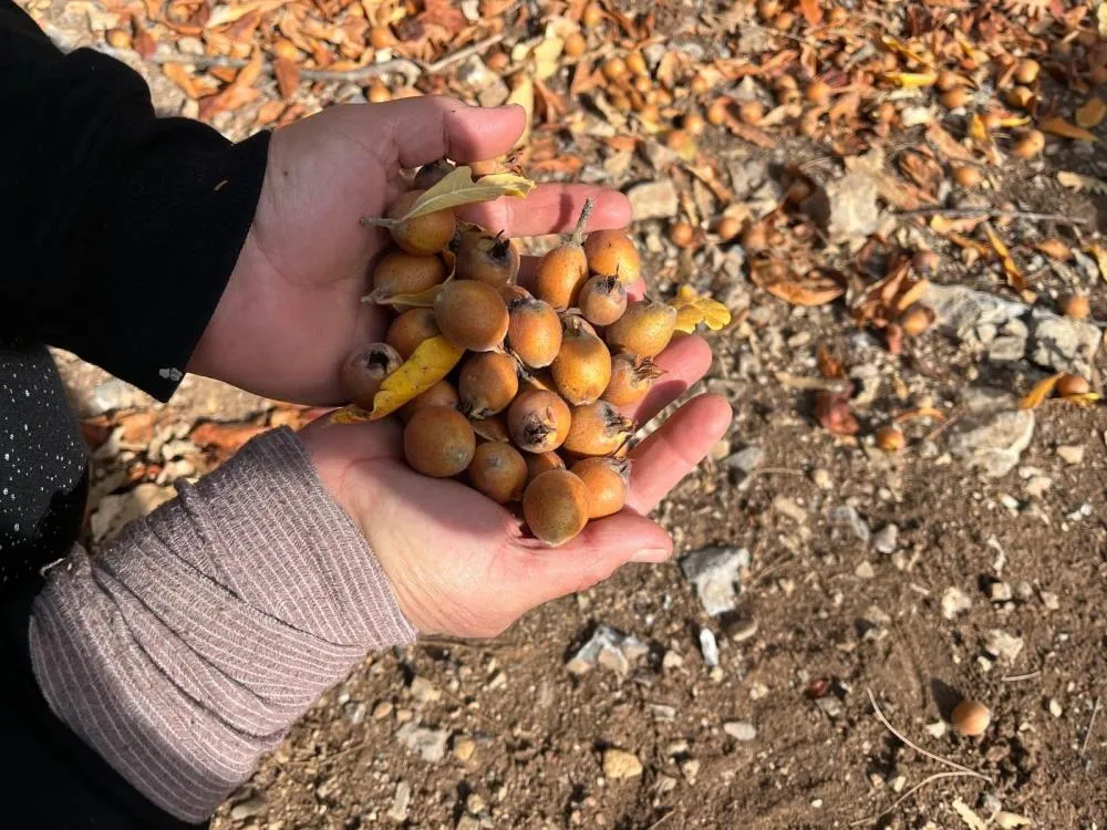 30 yıl önce aşıladığı meyveler bölge halkına gelir oldu