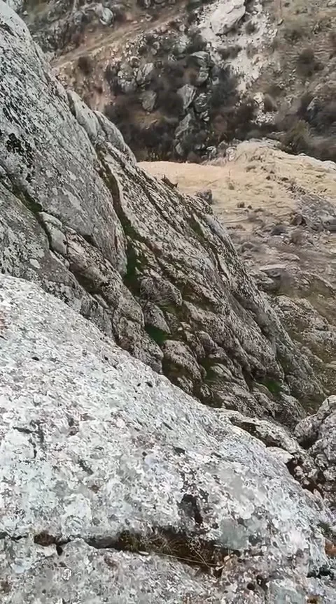 Elazığ’da dağ keçileri sürü halinde görüldü