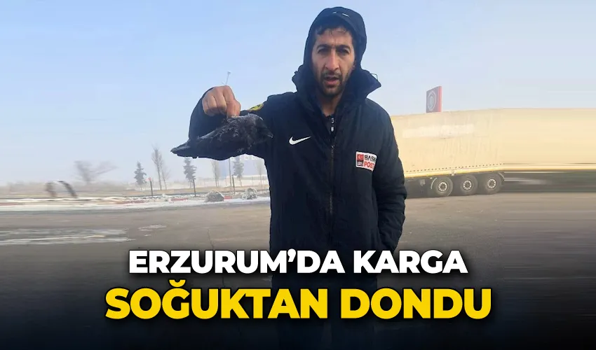 Karga soğuktan dondu