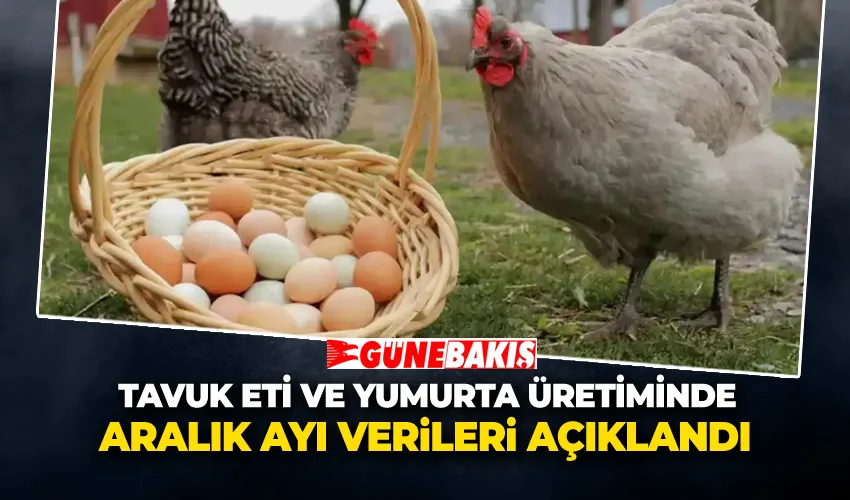 Tavuk Eti ve Yumurta Üretiminde Aralık Ayı Verileri Açıklandı