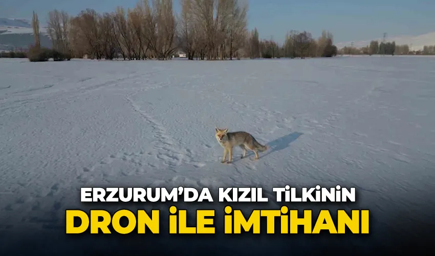Kızıl tilkinin dron ile imtihanı